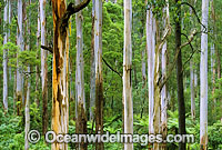 Temperate Mountain Ash Tree (Eucalyptus regnans) and Tree-fern rainforest. Mount Dandenong National Park, Victoria, Australia