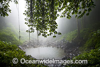Crystal Shower Falls draped in mist, situated in the Dorrigo National Park, part of the Gondwana Rainforests of Australia World Heritage Area. Dorrigo, NSW, Australia. Inscribed on the World Heritage List in recognition of its outstanding universal value.