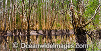 Paperbark Forest and Swamp, situated in the Bongil Bongil National Park, near Coffs Harbour, New South Wales, Australia.