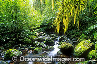 Hanging moss over rainforest stream. New England World Heritage National Park, New South Wales, Australia