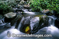 Rainforest stream. Dorrigo World Heritage National Park, New South Wales, Australia