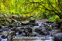 Rainforest Stream, situated in Gondwana Rainforest, on Five Day Creek. New England World Heritage National Park, New South Wales, Australia. This rainforest is on the World Heritage List in recognition of its outstanding universal value.