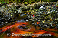 Floating leaves swirling on the surface of a rainforest waterhole with falls, situated on the Urumbilum River in the Bindarri National Park, near Coffs Harbour, New South Wales, Australia.
