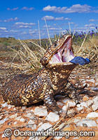 Shingle-back Lizard (Tiliqua rugosa). Also known as Bobtail, Stumpy-tail, Bobbi, Pinecone Lizard and Sleepy Lizard. Found throughout southern Australia, except eastern ranges & coast with geographic colour & pattern variation. Broken Hill, NSW, Australia