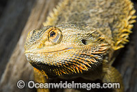 Central Bearded Dragon (Pogona vitticeps). Central Australia