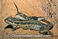 Tawny Dragons (Ctenophorus decresii). South Australia