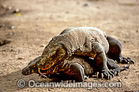 Komodo Dragons (Varanus komodoensis). World's largest lizard found on Komodo, Rinca, Flores, and Gili Motang Islands, Indonesia. Photo taken on Komodo Island. Listed as Vulnerable species on the IUCN Red List.