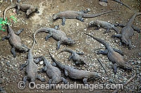 Unusual aggregation of Komodo Dragons (Varanus komodoensis). World's largest lizard found on Komodo, Rinca, Flores, and Gili Motang Islands, Indonesia. Photo taken on Komodo Island. Listed as Vulnerable species on the IUCN Red List.