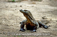 Komodo Dragons (Varanus komodoensis). World's largest lizard found on Komodo, Rinca, Flores, and Gili Motang Islands, Indonesia. Photo taken on Komodo Island. Listed as Vulnerable species on the IUCN Red List.