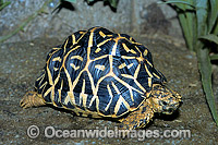 Indian Star Tortoise (Geochelone elegans). Central and Southern India. Endangered species.