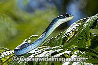 Green Tree Snake (Dendrelaphis punctulata) - on a tree fern frond. An unusual blue colour phase. Also known as Common Tree Snake. Coffs Harbour, New South Wales, Australia. Non-venomous snake.