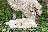 Dorset Ewe (Ovis Aries) with baby lamb alone in a field. Country Victoria, Australia