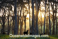 Black Angus Cattle (Bos taurus) calves, on a tree covered property during sunset. Central Tilba, New South Wales, Australia.
