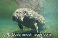 Florida Manatee (Trichechus manatus latirostris). Also known as Sea Cow. Crystal River, Florida, United States of America. Classified Endangered Species on the IUCN Red list.
