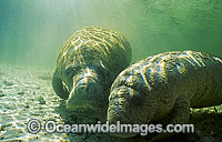 Florida Manatee (Trichechus manatus latirostris). Also known as Sea Cow. Crystal River, Florida, United States of America. Classified Endangered Species on the IUCN Red list.
