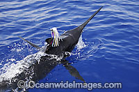 Indo-Pacific Blue Marlin (Makaira mazara) - on surface after taking a lure bait. Also known as Billfish. Found throughout the Indo-Pacific