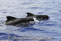 Pair of Short-finned Pilot Whale (Globicephala macrorhynchus) - pair surfacing. Found throughout Indo-Pacific. Photo taken at Kona, Hawaii