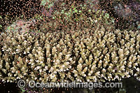 Acropora Coral (Acropora sp.) spawning, showing suspended egg and sperm bundles. Photo taken in Great Barrier Reef, Queensland, Australia