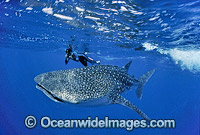 Whale Shark (Rhincodon typus) and Snorkel Diver. Found throughout the world in all tropical and warm-temperate seas. Indo-Pacific. Classified Vulnerable on the IUCN Red List.