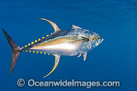 Yellowfin Tuna (Thunnus albacares). Found throughout the world in tropical and temperate seas. A commercially sought after fish.