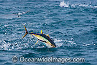 Yellowfin Tuna (Thunnus albacares) leaping out of the surface while feeding on baitfish. Found throughout the world in tropical and temperate seas. A commercially sought after fish.
