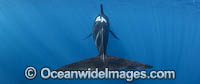 Short-finned Pilot Whale (Globicephala macrorhynchus). Photo taken off Cape Point, South Africa.