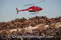 Helicopter hovering dangerously close to a colony of Cape Fur Seals (Arctocephalus pusillus pusillus), causing extreme stress to the animals. Photo taken at Seal Island, False Bay, South Africa