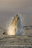 Great White Shark (Carcharodon carcharias) breaching whilst predating on the surface. Seal Island, False Bay, South Africa. Protected species.