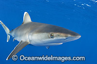 Silvertip Shark (Carcharhinus albimarginatus). Bassas da India, Mozambique Channel. Found throughout tropical Indo-Pacific.