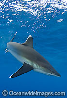 Silvertip Shark (Carcharhinus albimarginatus) with Grey Reef Shark (Carcharhinus amblyrhynchos). French Polynesia. Found throughout tropical Indo-Pacific.
