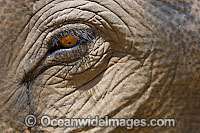 Indian Elephant (Elephas maximus indicus), close detail of the eye. India