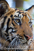 Bengal Tiger (Panthera tigris tigris). Also known as Royal Bengal Tiger. Found in India, Bangladesh, Nepal and Bhutan. Listed on the IUCN Red List as a Threatened Species.