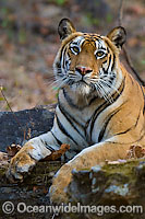Bengal Tiger (Panthera tigris tigris). Also known as Royal Bengal Tiger. Found in India, Bangladesh, Nepal and Bhutan. Listed on the IUCN Red List as a Threatened Species.
