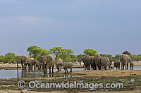 African Elephant (Loxodonta africana), herd at a water hole. Also known as Bush Elephant and Savanna Elephant.