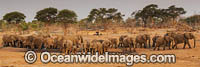 African Elephant (Loxodonta africana), herd at a water hole. Also known as Bush Elephant and Savanna Elephant.