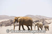 African Elephant (Loxodonta africana). Desert dwelling elephant. Hoanib River, Namibia.