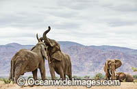 African Elephant (Loxodonta africana), male interaction. Mana Pools National Park, Zimbabwe.
