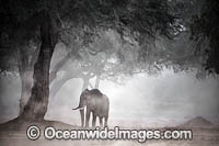 African Elephant (Loxodonta africana), in a dust storm. Mana Pools National Park, Zimbabwe.