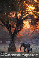 African Elephant (Loxodonta africana). Mana Pools National Park, Zimbabwe.