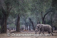 African Elephant (Loxodonta africana). Mana Pools National Park, Zimbabwe.