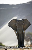 African Elephant (Loxodonta africana). Desert dwelling elephant. Hoanib River, Namibia.