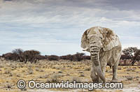 African Elephant (Loxodonta africana). Etosha National Park, Namibia.
