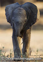African Elephant (Loxodonta africana), Calf. Mana Pools National Park, Zimbabwe.