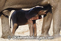 African Elephant (Loxodonta africana), calf suckling from mother. Mana Pools National Park, Zimbabwe.