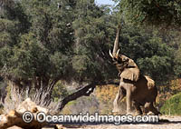 African Elephant (Loxodonta africana), bull trying to attract a female. Hoanib River, Namibia.