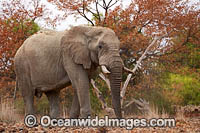 African Elephant (Loxodonta africana). Desert dwelling elephant. Damaraland, Namibia.