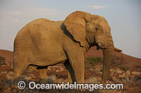 African Elephant (Loxodonta africana). Desert dwelling elephant. Damaraland, Namibia.
