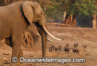 African Elephant (Loxodonta africana), with wild dogs in the background. Mana Pools National Park, Zimbabwe.