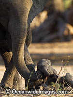 African Elephant (Loxodonta africana), adult assisting a young calf. Mana Pools National Park, Zimbabwe.