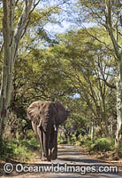 African Elephant (Loxodonta africana). Kruger National Park, South Africa.